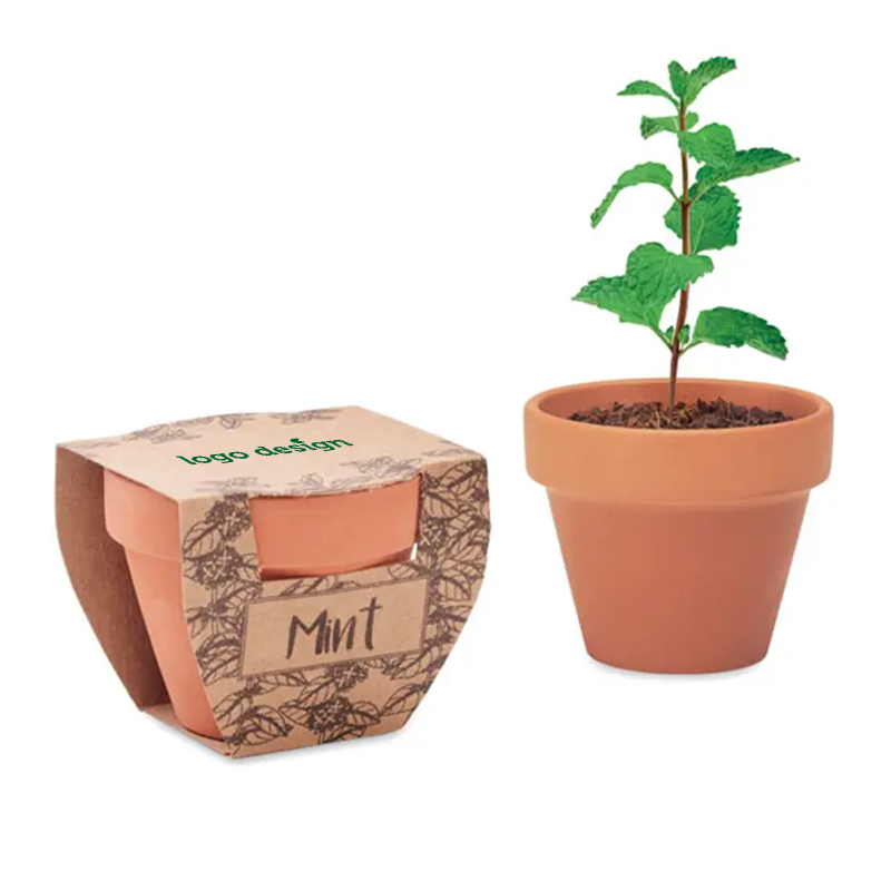 Terracotta pot mint